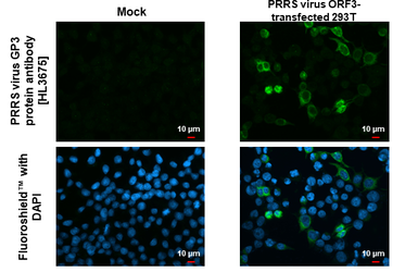 Anti-PRRS virus GP3 protein antibody [HL3675] used in Immunocytochemistry/ Immunofluorescence (ICC/IF). GTX641703